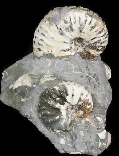 Nice Discoscaphites Gulosus Ammonite Cluster - South Dakota #43952